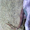 Catshark