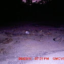 Gray fox