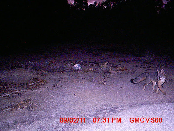 Spotting Image 1