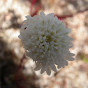 Desert Pincushion