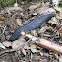 Unknown spotting