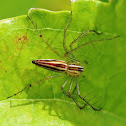 Lynx Spider