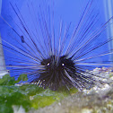 Sea Urchin