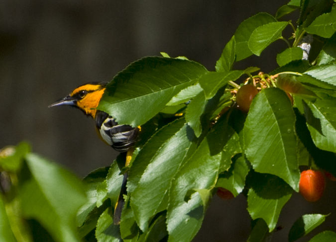 DSC_0008 bullock s oriole adult male in bing cherry tree en az.jpg
