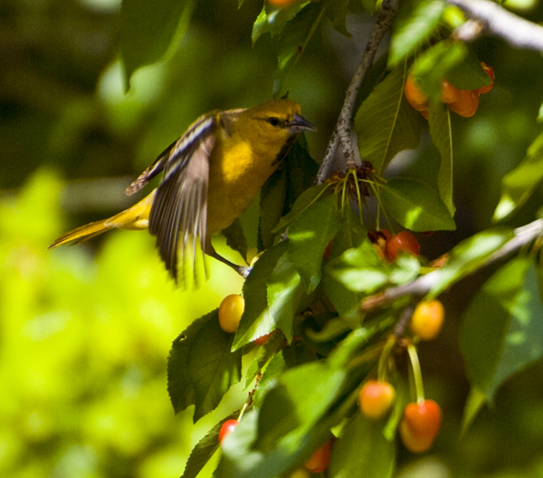 DSC_0015 Bullock s Oriole male first year flying to bing cherry tree en az.jpg