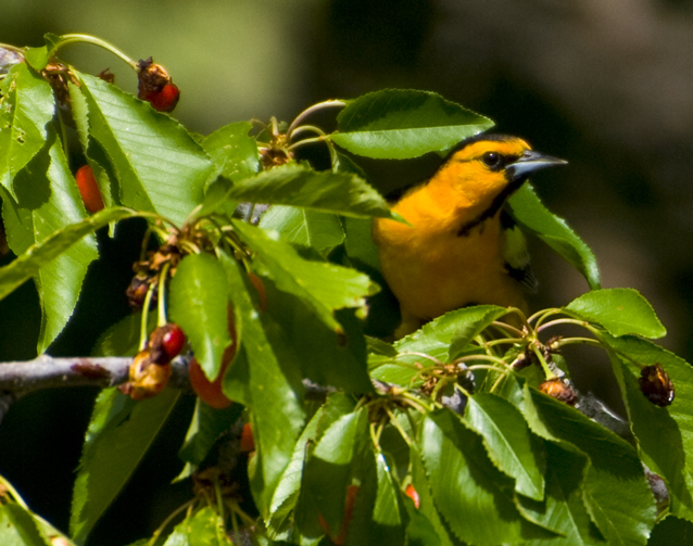 DSC_0039 Altamira Oriole in bing cherry tree en az.jpg