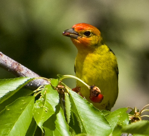 DSC_0054 western tanager in bing cherry tree having lunch en az.jpg