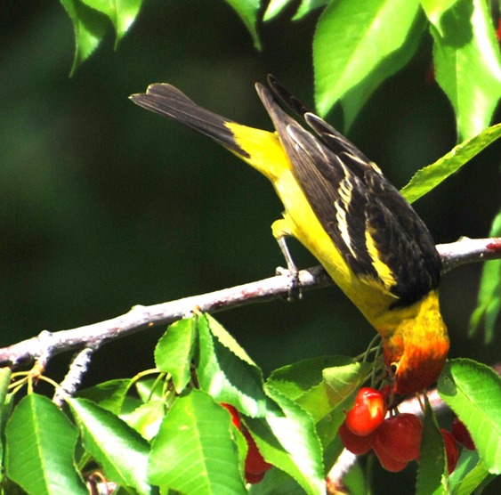 DSC_0073 western tanager leaning down to get bing cherry en az.jpg