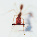 Trap-jaw ant
