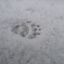 Badger