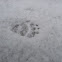 Badger
