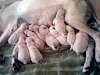 13 Hermosos Labradores Retrievers