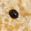 Black Bug