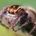 Jumping Spider