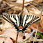 Zebra Swallowtail