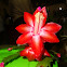 May Flower