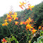 Crocosmia