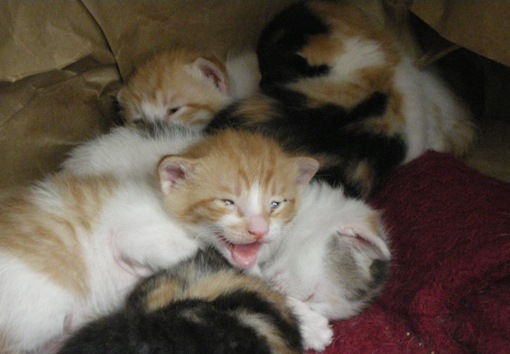 [seramik-kediler-03[4].jpg]