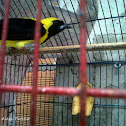 Turpial Toche - Yellow-backed Oriole