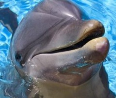 Foto: Allen Conant Delfin