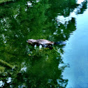 Beaver