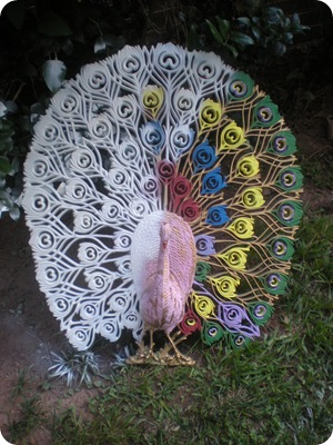peacock 002
