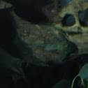 Unknown spotting