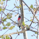 Rose-Breasted Grosbeak