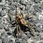 Wolf spider
