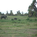 African Bush Elephant