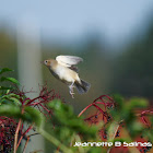 Garden Warbler