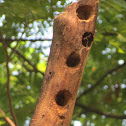 Coppersmith Barbet Nest