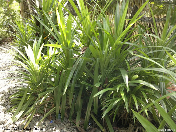 Spotting Image 1