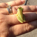 Squirrel treefrog