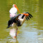 Painted Stork