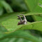 Treehopper