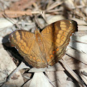Chocolate Argus