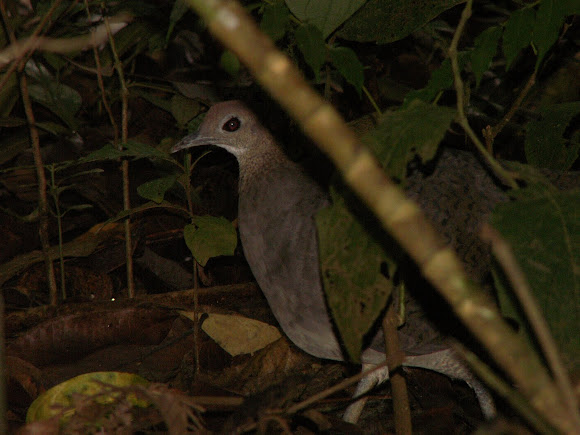 Spotting Image 1