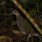 Great Tinamou
