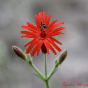 Cardinal Catchfly