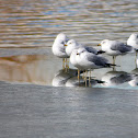 Ring-Billed Gull