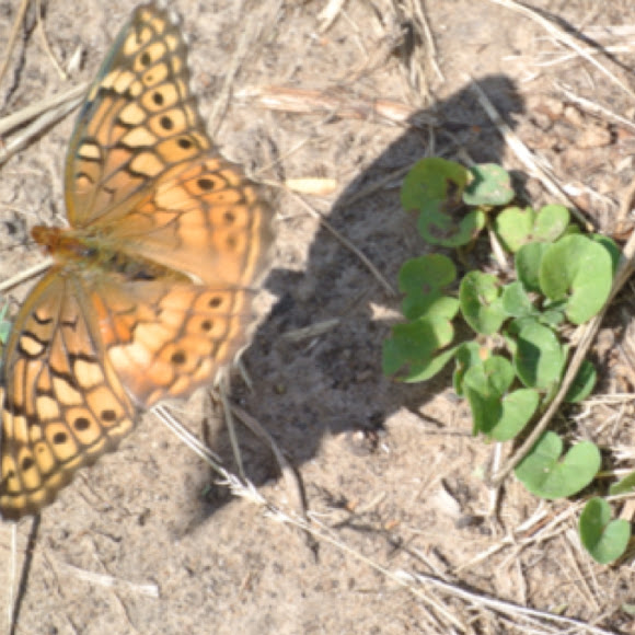 Spotting Image 1