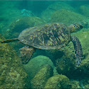Green sea turtle, honu
