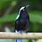 Asian Fairy-bluebird