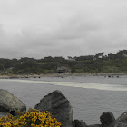 gorse