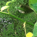 Unknown spotting