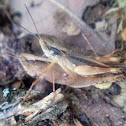 Grasshoppers (mating)