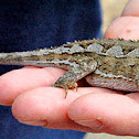 Mountain dragon