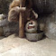 Hoffman’s two-toed sloth