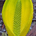 Medicinal Plants of the PNW